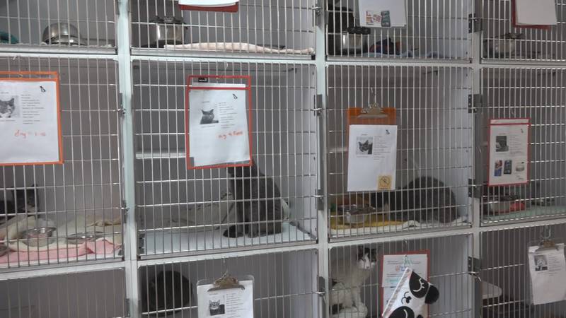 The cat's room at the Shenandoah Valley Animal Services Center is often full, and they have...