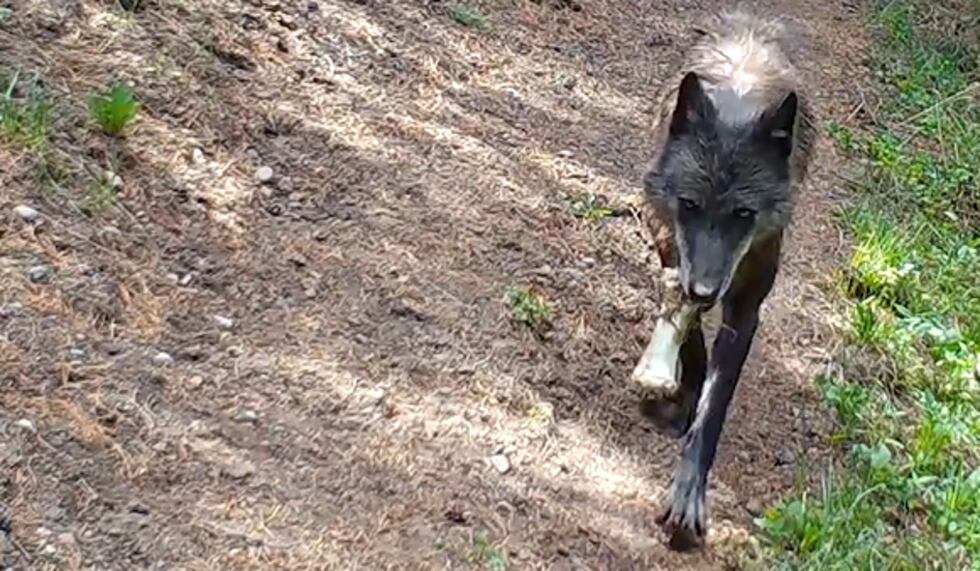 A wolf in Yellowstone can be seen bringing back a bone to its pups.