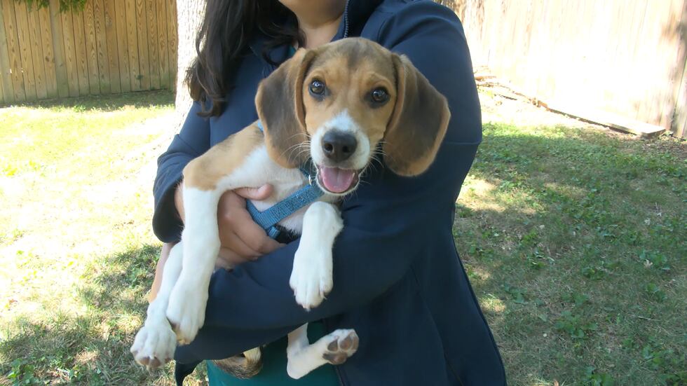Frank Payne adopted Billy the Beagle in early July.