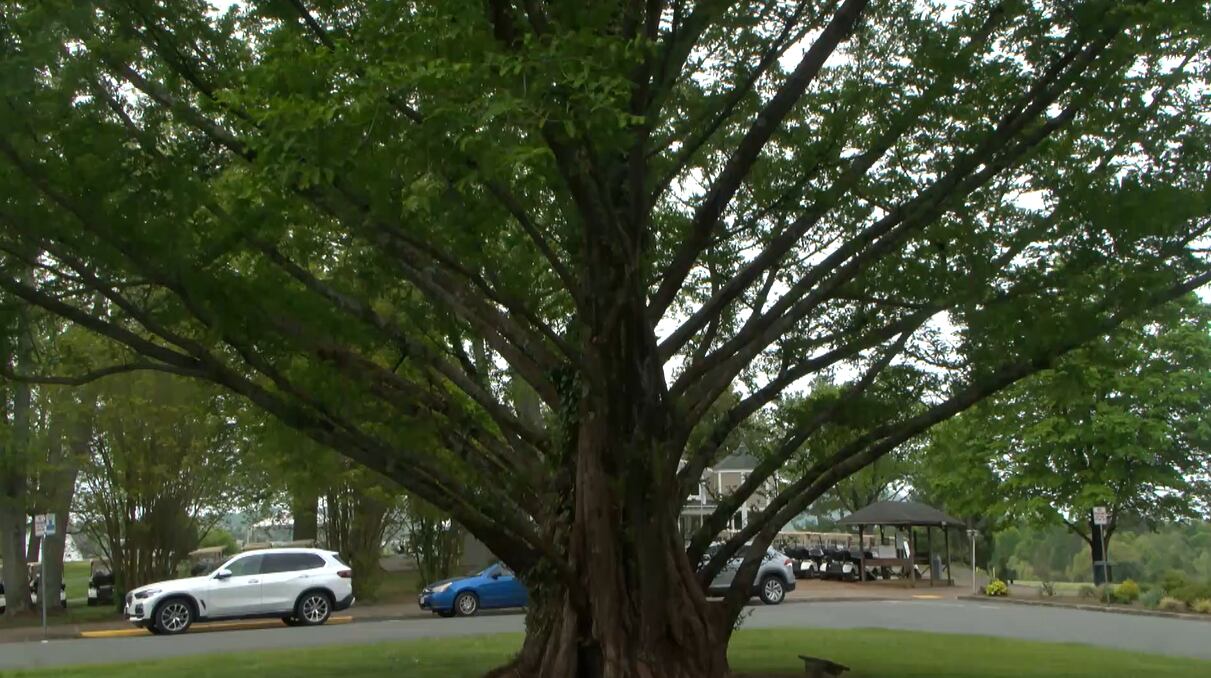 Charlottesville celebrates landmark tree for Arbor Day - Vimarsana News