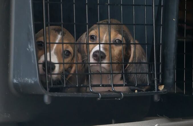 Cumberland Co. breeding facility fined $35 million for animal welfare violations; highest in US history - Vimarsana News