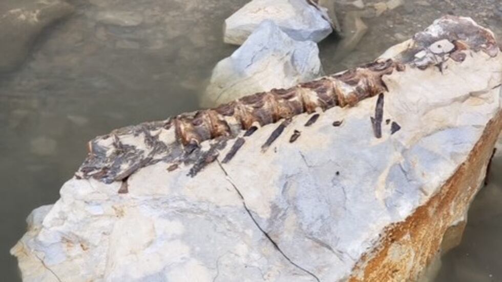 The fossil was found in the Missouri River and may be 90 million years old