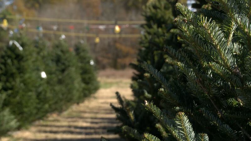 Holly Berry Christmas Trees started selling their Fraser Firs off of Hull Street Road on...
