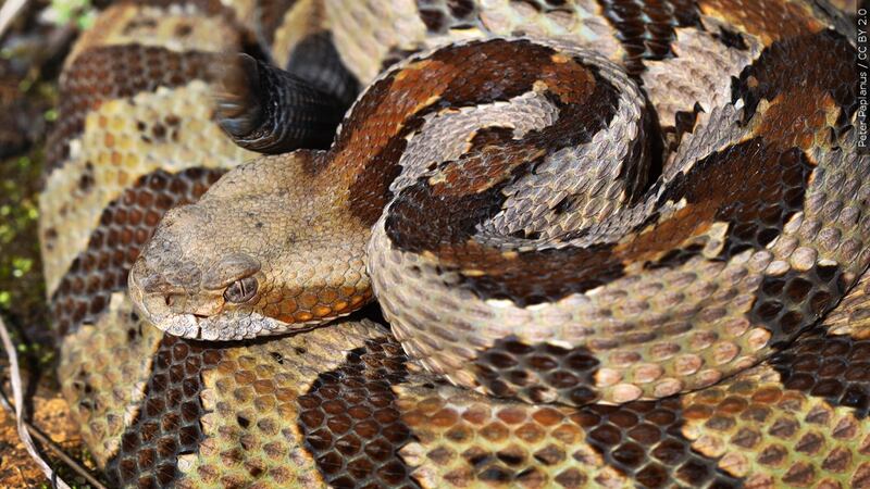 An image of a rattlesnake.