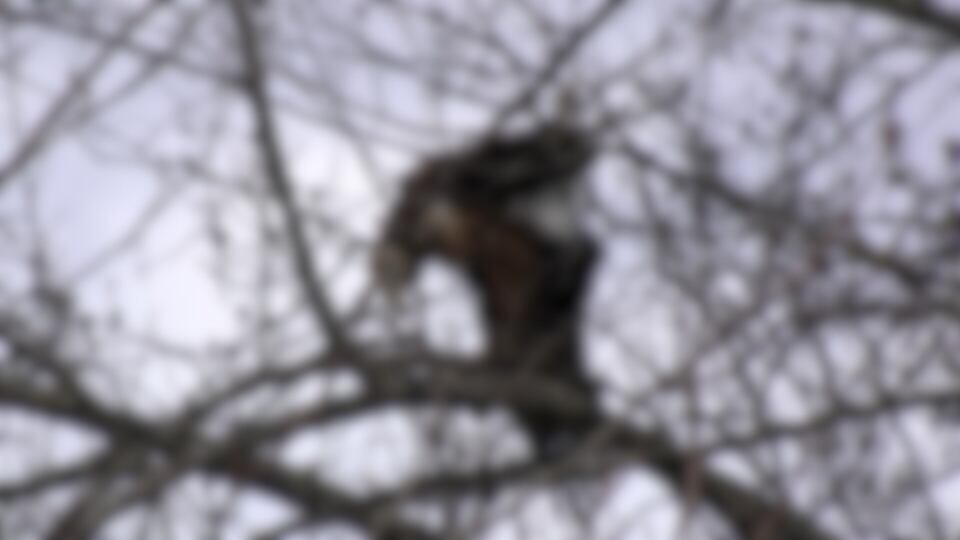 Dead bald eagle in Albemarle tree for weeks - Vimarsana News