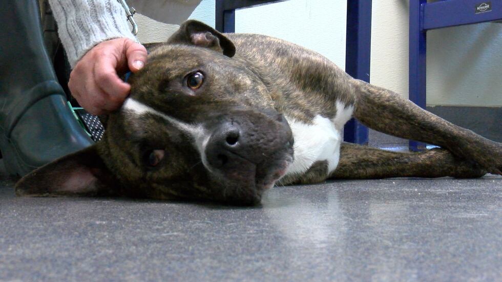 The Richmond SPCA is looking for people to adopt the dogs in their care.