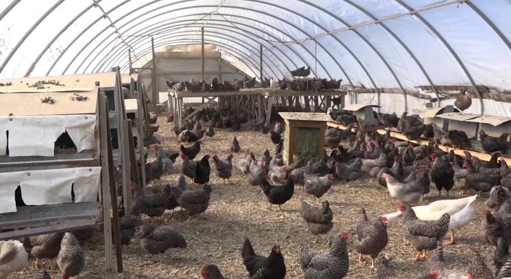 Virginia monitors avian influenza - Vimarsana News