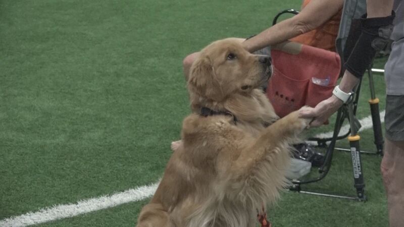 The Shenandoah Valley Kennel Club confirmed things like vitamins, getting massages, and diet...