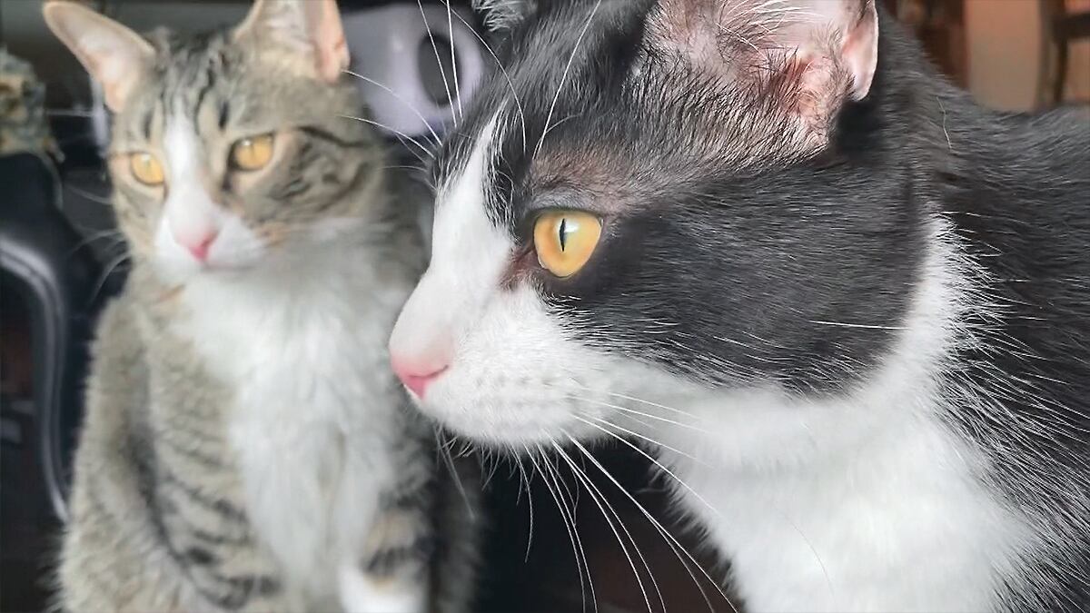CASPCA celebrates major success of Community Cat Program - Vimarsana News