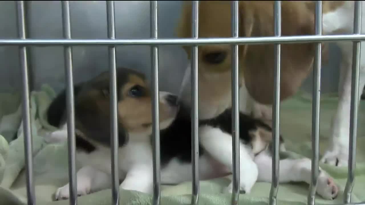 Charlottesville-Albemarle SPCA shelter headed in the right direction, new executive director says - Vimarsana News