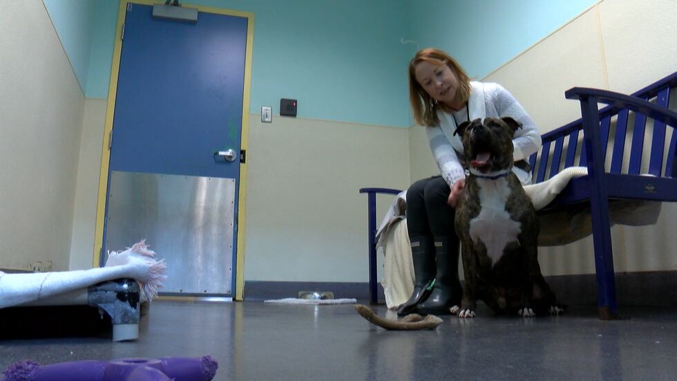 Richmond SPCA is looking for people to adopt the dogs in their care.