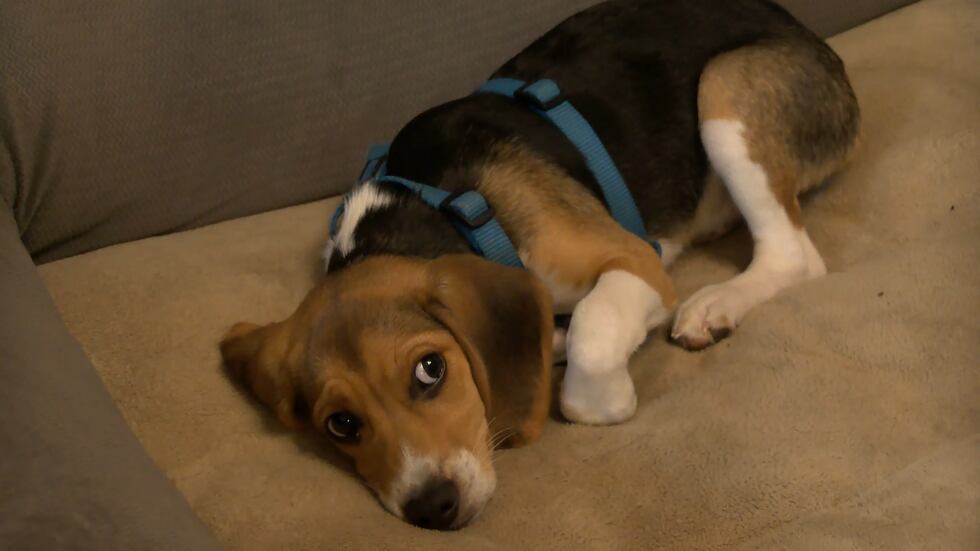 Billy the Beagle is settling into his new Henrico home after being rescued from the Envigo...
