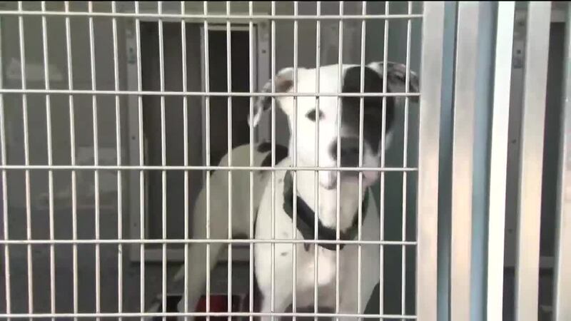 Open positions include animal placement coordinators, a veterinary assistant, a behavior...
