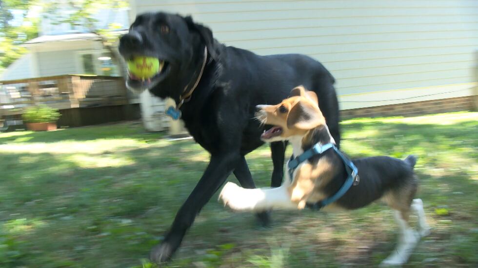 Frank Payne's dogs, Billy and River, spend all their time playing in his yard.