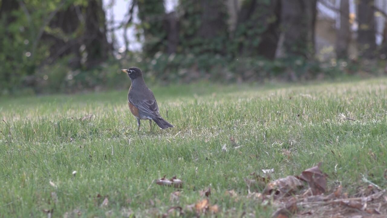 Large bird migration expected Monday night - Vimarsana News